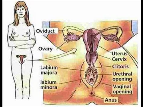 It is more elegant or formal than a shirt and sometimes made of overalls / dungarees: Anatomy and Physiology of Female Reproductive System - YouTube