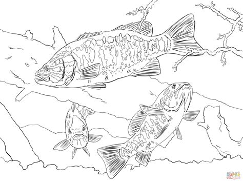 Simply do online coloring for phelix bass fishing boat coloring pages directly from your gadget, support for ipad, android tab or using our web feature. Smallmouth Bass Coloring Online | Super Coloring