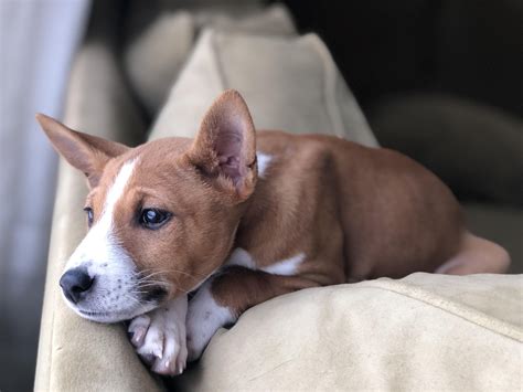 Below is the list of puppy for sale ads on our site. Basenji puppies for sale in georgia