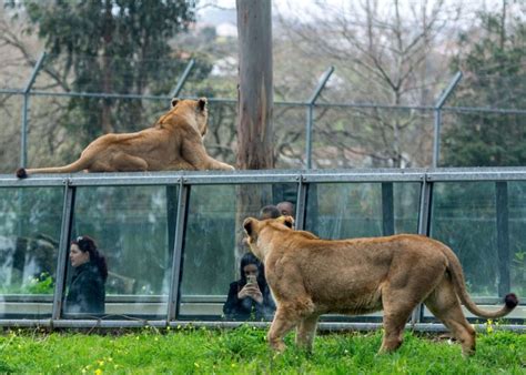 O zoo santo inácio é o maior e mais verde jardim zoológico do norte de portugal, situado a apenas 10 minutos do centro do porto, mais precisamente em avintes, vila nova de gaia. Zoo Santo Inácio em Gaia - Agenda Cultural do Porto