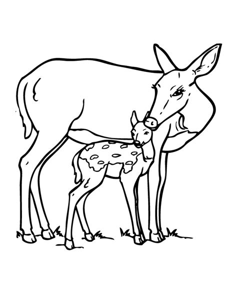 You can print all deer coloring clip art and animations on this page. Coloring Pages for children is a wonderful activity that ...