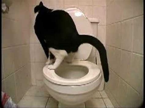 After a few weeks, i during that month, cat got used to doing his kitty business in the citi kitty litter box. cat on toilet ( funny at the end ) - YouTube