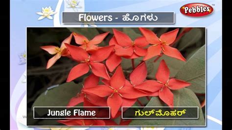 Flowers name in english to kannada | part 3. Speak Kannada Through English | Lesson - 09 Flowers - YouTube