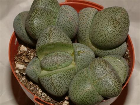 Check out our split rock plant selection for the very best in unique or custom, handmade pieces from our succulents shops. Full size picture of Splitrock, Cleft Stone, Mimicry Plant ...