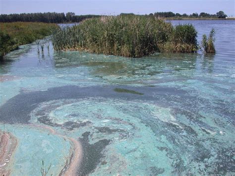 Clostriduiin botulinum est un gros bacille à gram positif, anaérobie strict,. Botulisme op de Vogelplas Starrevaart