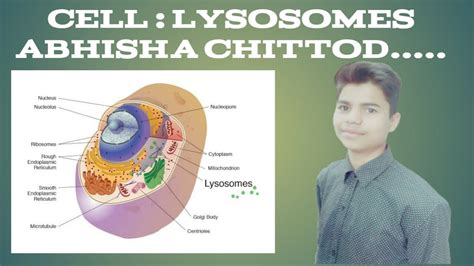 They vary in shape lysosomes (lysosome: Lysosomes - YouTube