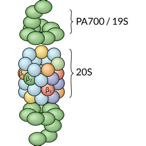 It is known to collaborate with ubiquitin, which. 20S PROTEASOMES - PROTEASOME