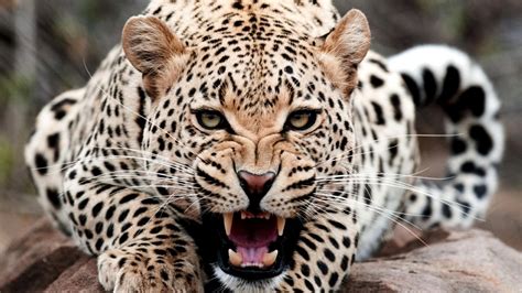 Especially ones destined for an endangered breeding program like at cheetah experience. Life Of Leopard: Africa's Most Dangerous And Adorable Big ...