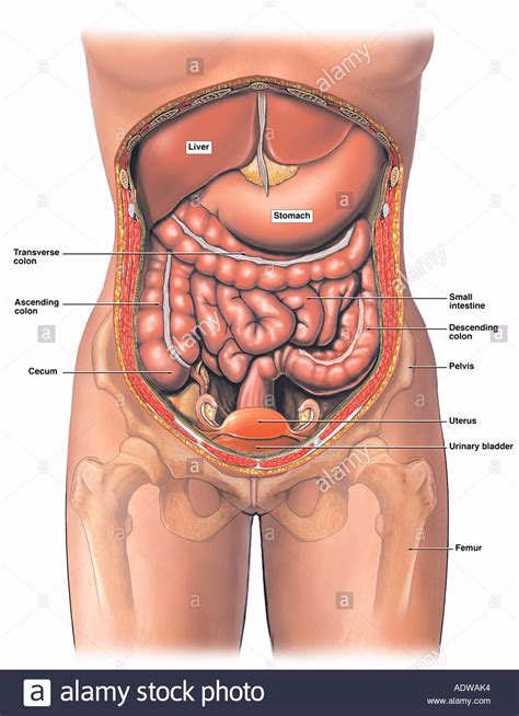 Most common malignancy of the female reproductive tract. Anatomy of the Female Abdomen and Pelvis Stock Photo ...