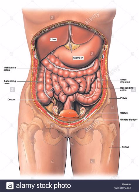 Anatomical structure of body of person, woman body. Anatomy of the Female Abdomen and Pelvis Stock Photo ...