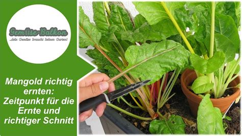 Aber wann ist die beste erntezeit für das vitalstoffreiche gewächs? Mangold 🥬 richtig ernten 📥: Zeitpunkt für die Ernte und ...