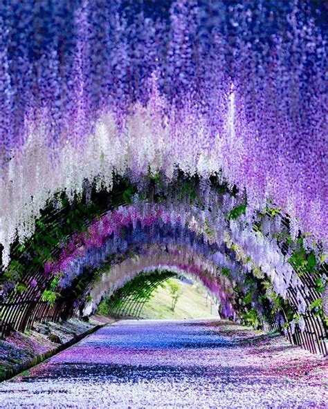 Hotel mystays fuji onsen resort. Tunnel Wisteria in Japan : japanpics