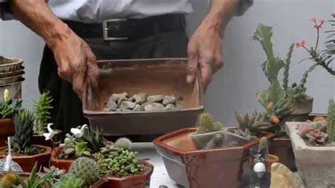 When preparing cactus, you can eat the fruits and the pads raw, cook them into dishes, or squeeze them into juice. Arreglo de cactus Parte 1 | Cactus y suculentas, Cactus ...