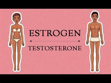 Hormones facilitate communication between cells around the entire body. Estrogen Levels In Women | Her Body - YouTube