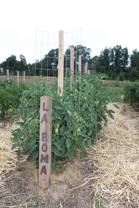 Different plants require different amounts of spacing, watering schedules, seed depth, etc. 10 Cheap & Easy Tomato Cages To DIY This Weekend | You ...