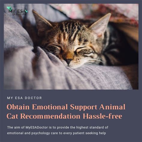 Emotional support cat certification all that is needed to make your cat a legitimate emotional support animal is a letter from a therapist or mental health professional. Get Emotional Support Cat - Registration and Benefits ...