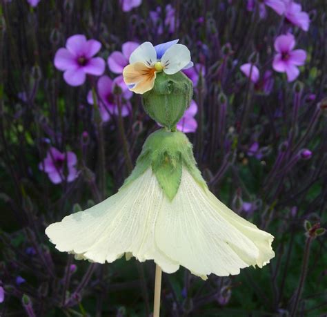 The ruffled petals emerge from a green base. Thyme In A Bottle: Hollyhock Dolls, Abutilon Dolls, Flower ...