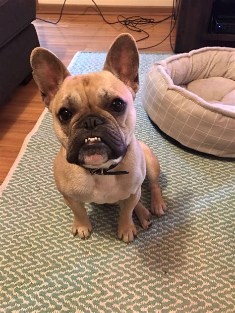 I've always had an affinity for frenchies. About French Bulldogs - French Bulldog Rescue & Adoption