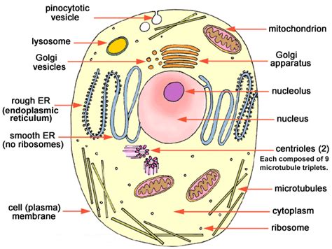 Caveolae from cell biology to animal physiology. Cell Biology - Reference Notes
