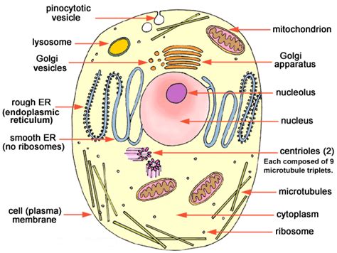 Prokaryotic cell vs eukaryotic cell. Cell Biology - Reference Notes