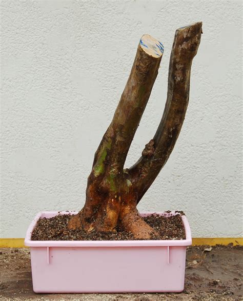 4.9 out of 5.0 stars on amazon. Heart of Texas Bonsai: Freegan bonsai - crepe myrtle