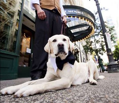 Including pet friendly hotels, motels, bed and breakfasts and vacation rentals. The 5 Best Dog-Friendly Hotel Chains in the U.S.