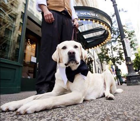 Knowing that best western is an incredibly big chain with hotels all. The 5 Best Dog-Friendly Hotel Chains in the U.S.