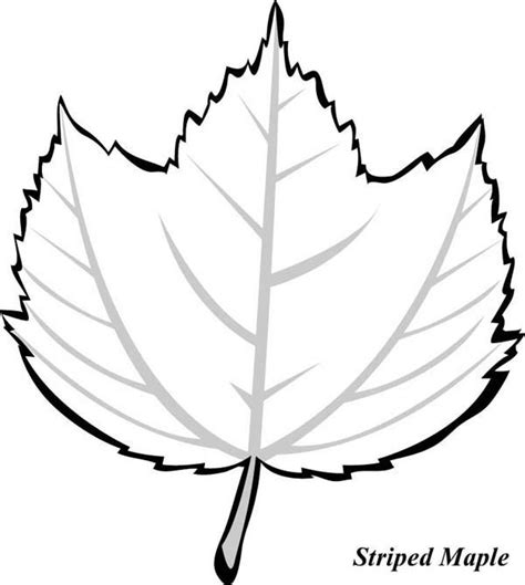 1 hojas dibujos flor con 2 hojas, hoja de flor dibujo, hojas de nochebuena para colorear, hojas de tela ancho: Maple Leaf, : Striped Maple Leaf Coloring Page