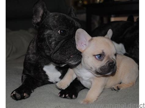 I have 5 beautiful french bull dog puppies available 3 girls and 2 males all eating well and healthy playful puppies will come with there first vaccination and micro chipped and also a puppy pack both parents can be seen. Animals - French Bulldog puppies for adoption . 9092967704 ...
