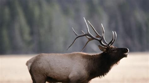 Последние твиты от edmonton elk (@edmontonelk). Petition · Edmonton Eskimos, change your name to the Elks ...