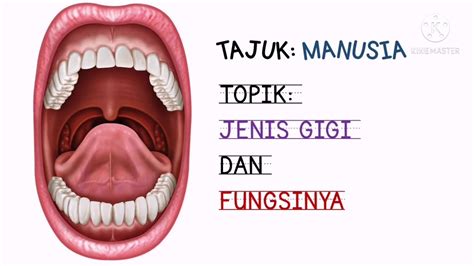 Nota sains tahun 3 unit 7: JENIS GIGI DAN FUNGSINYA SAINS TAHUN 3 - YouTube