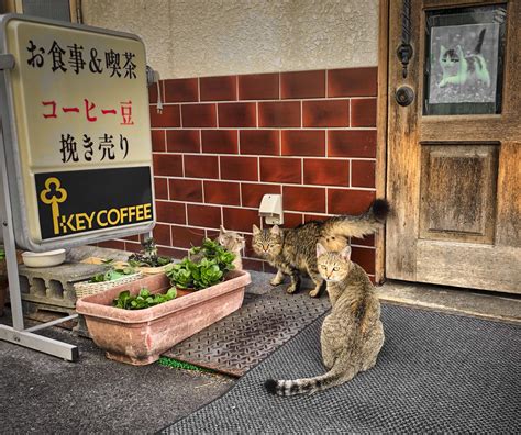 Ube tokiwa museum park,, green house zoo. Coffee shop cats, Ube Japan : japanpics