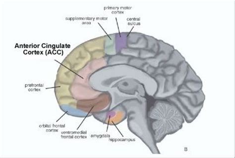 This area is in the grey matter. Anterior Cingulate | Anterior cingulate cortex, Brain ...