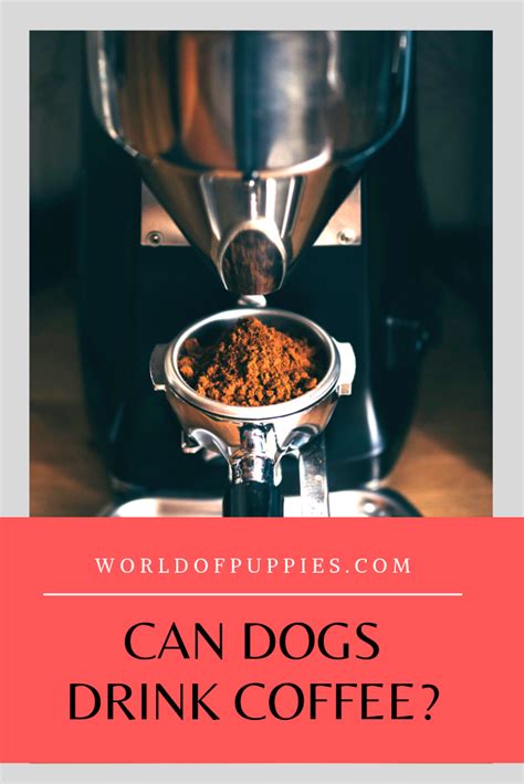 Signs your pet has consumed caffeine dogs and cats may exhibit clinical signs of caffeine toxicity within 30 to 60 minutes of consumption, mazzaferro says. Can Dogs Drink Coffee? | Coffee drinks, Coffee, Friends drinks