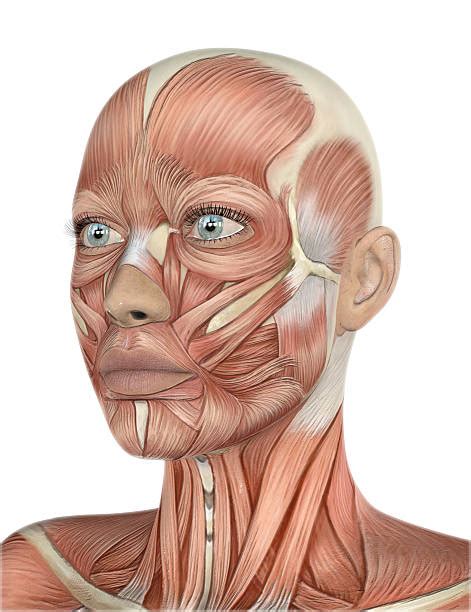 Welcome to innerbody.com, a free educational resource for learning about human anatomy and physiology. Royalty Free Nude Female Anatomy Pictures, Images and ...