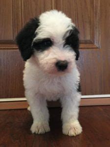 Browse goldendoodle puppies and buy a miniature goldendoodle now. Best Mini Sheepadoodle Breeders on the East Coast! (2020 ...