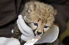 cheetah cubs vets cheetahs settle zoo cesarean perform emergency adorable after national them kitten were third washington ever unable pair