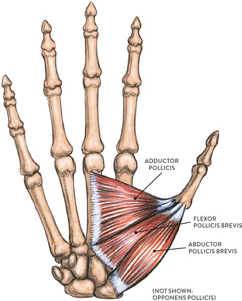 Muscles are generally attached at two points in the body. Palmar side of right hand