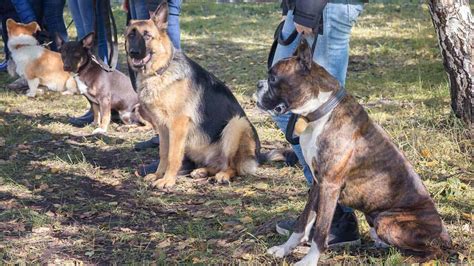 ⯈ jetzt das passende hundetraining finden ✓ hundeschule in der nähe für eine gute hundeschule ist es nie zu früh. Wann ist eine Hundeschule hilfreich? Professionelles ...