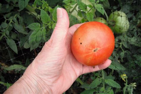 This wasp was helping our tomato plants out. Controlling Tomato Hornworms | ThriftyFun