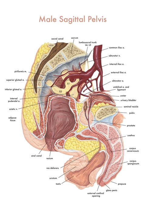 The posterior muscles of the back are p… t or f? Male Sagittal Pelvis on Behance