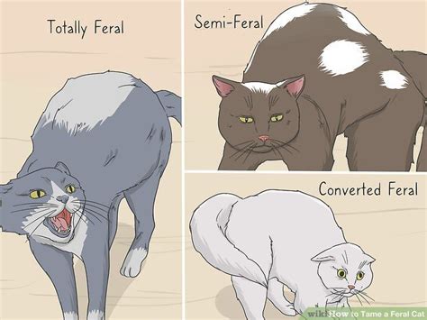 Approach the cat a little and sit down; How to Tame a Feral Cat: 14 Steps (with Pictures) | Feral ...