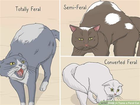 Maybe you would like to learn more about one of these? How to Tame a Feral Cat: 14 Steps (with Pictures) | Feral ...