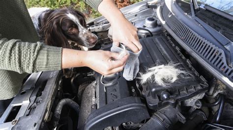 Wir haben einen labrador und einen dalmatiner. Marder im Auto: Was hilft - und was nicht - kicker