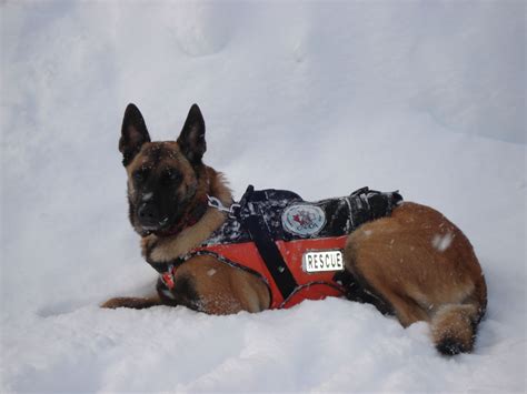 Is the belgian shepherd malinois right for you? Windrush Ranch & Kennel | War dogs, Malinois puppies, Malinois