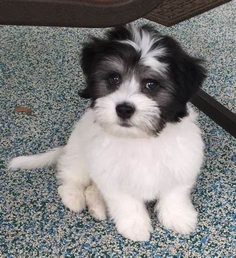 Havanese forums > breeder information anyone looking near nc or florida? Coco Cabana Havanese - Online | Havanese, Havanese puppies ...