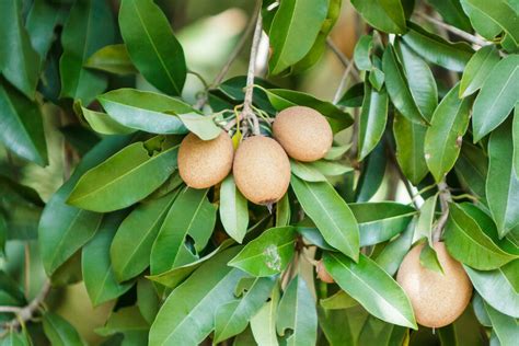 Gurneys.com has been visited by 10k+ users in the past month How to Germinate Sapodilla Seeds | eBay