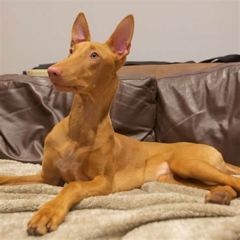 Pharaoh Hound | Pharaoh hound, Dog life, Dog breeds