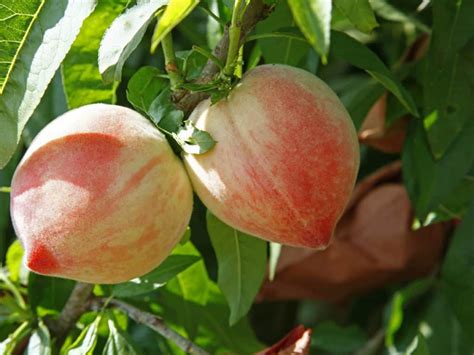 Tips and inspiration to get growing. 14 Dwarf Fruit Trees to Create a Mini-Orchard on Your ...