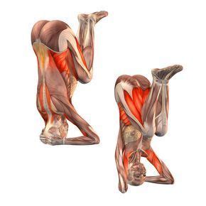 The pose itself is much older, but was known by other names. Anatomy Ofsirsasana Pose : Yoga Anatomy Revolved Head To ...